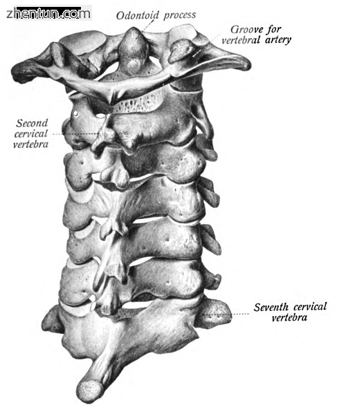 Cervical vertebrae seen from the back.png