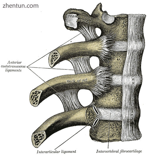 Costovertebral joints seen from the front.png