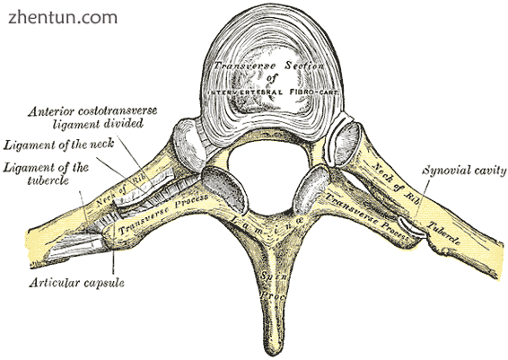 Costovertebral joint.png