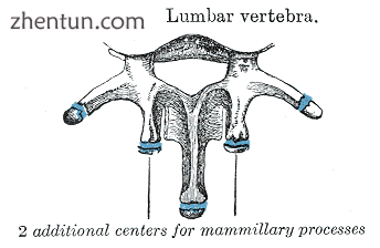 Lumbar vertebra showing mammillary processes.png