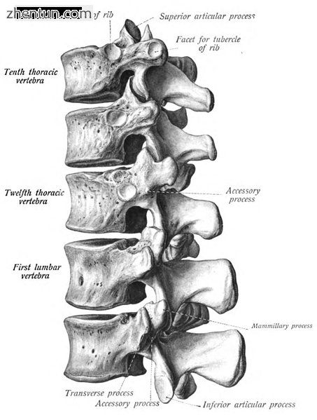 Lower thoracic and upper lumbar vertebrae seen from the side.png