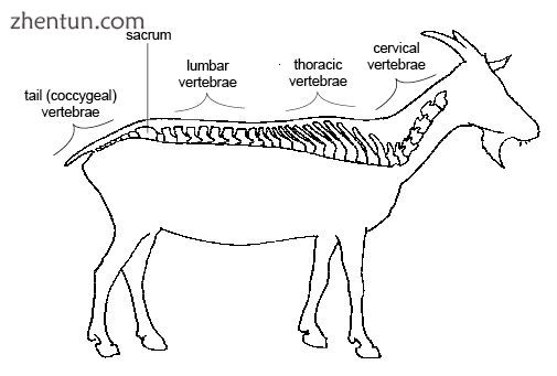 Regions of vertebrae in the goat.jpg