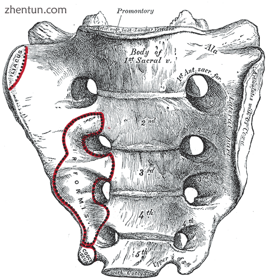 Sacrum.png