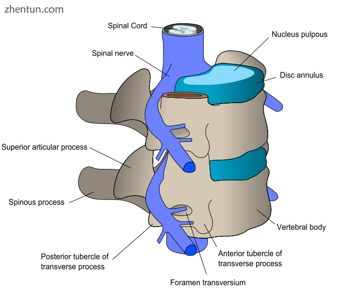 Side view of vertebrae.png