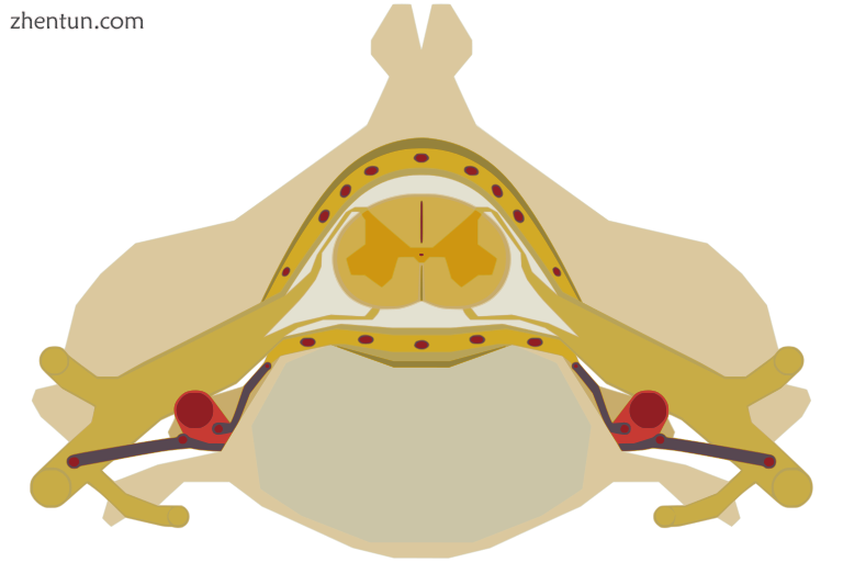 The spinal cord nested in the vertebral column..png