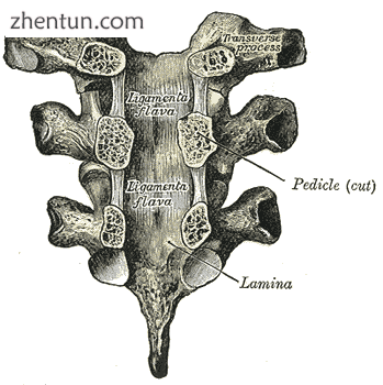 Vertebral arches of three thoracic vertebrae.png