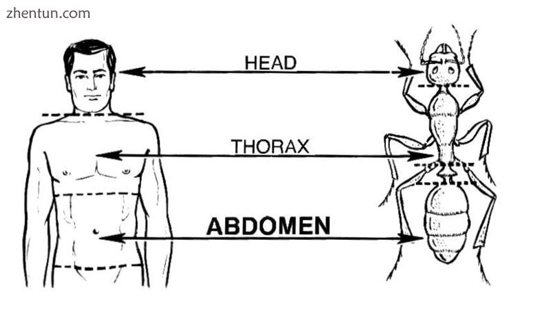 The analogous gross morphologies of a human and an ant.jpg