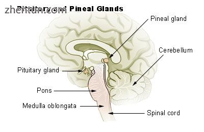 Diagram of pituitary and pineal glands in the human brain.jpg