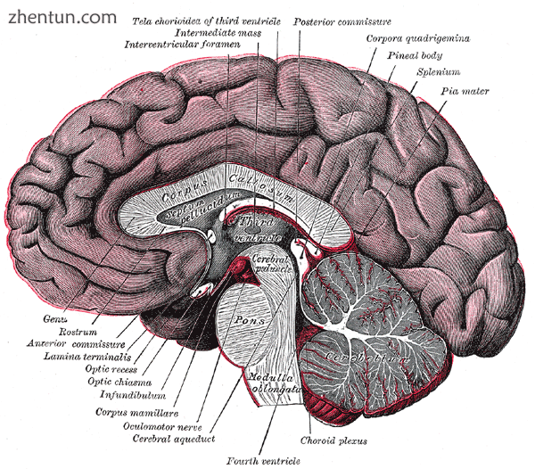 Median sagittal section of brain..png