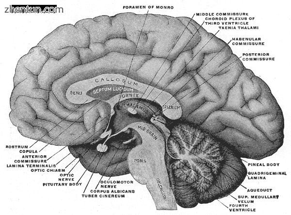 Mesal aspect of a brain sectioned in the median sagittal plane..png