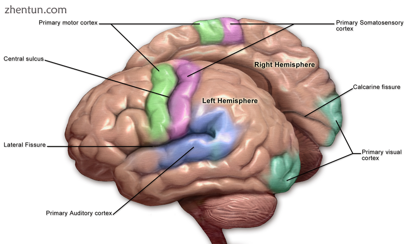 Primary somatosensory cortex labeled in purple.png
