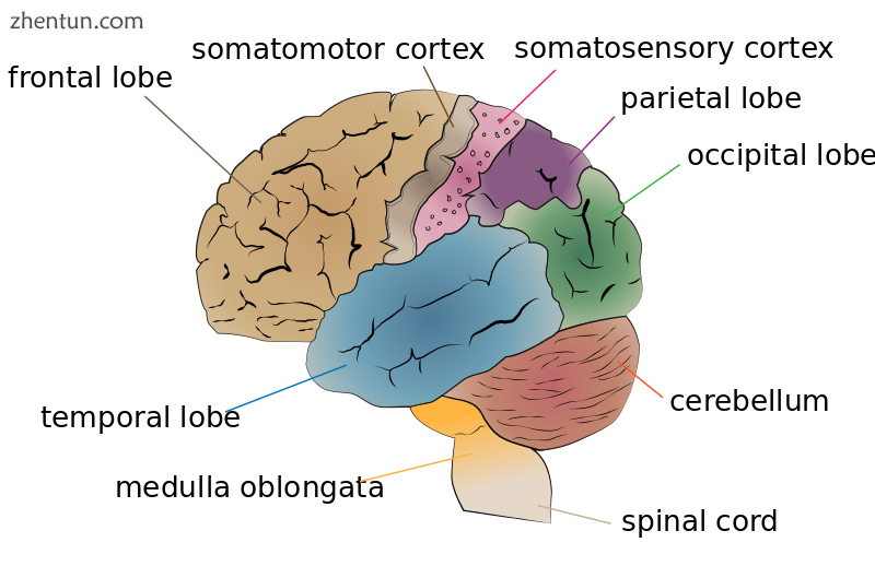 Primary somatosensory cortex Secondary image.png