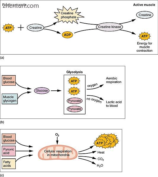 (a) Some ATP is stored in a resting muscle..jpg