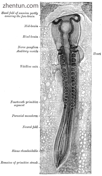 A chicken embryo, showing the paraxial mesoderm on both si.png