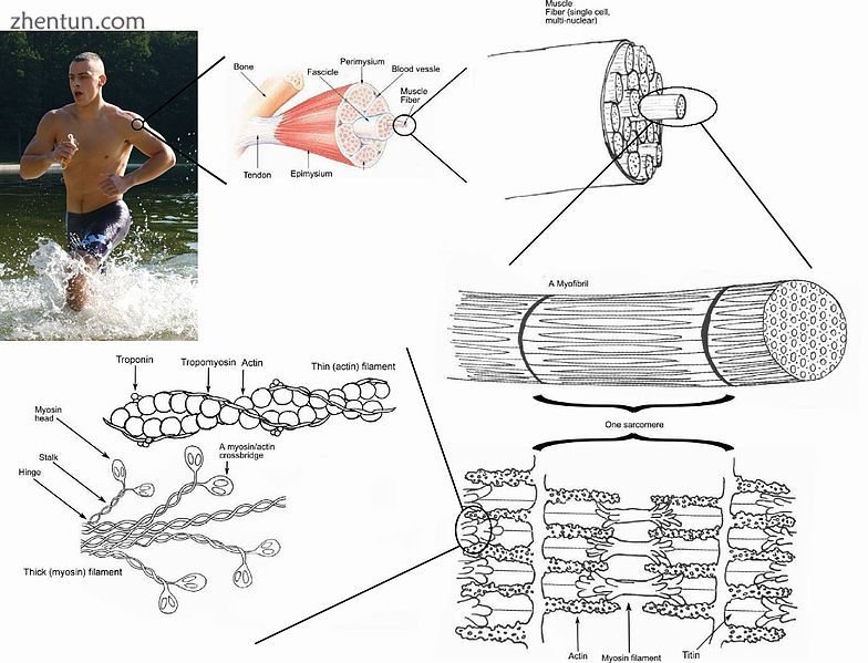 A top-down view of skeletal muscle.jpg