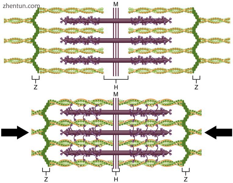 When a sarcomere contracts, the Z lines move closer together, and the I band bec.jpg