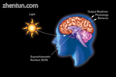 A variation of an eskinogram showing the influence of light and darkness on circ.jpg