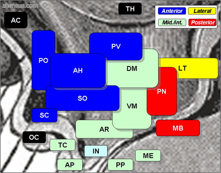 Suprachiasmatic nucleus is SC, at center left, labelled in blue..PNG