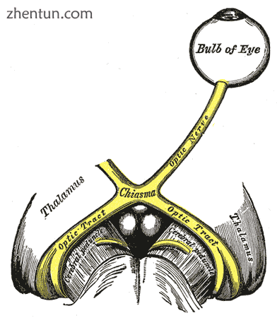 The left optic nerve and the optic tracts. (Suprachiasmatic nucleus not labeled,.png