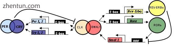 The oscillator genes and proteins involved in the mammalian circadian oscillator.jpg