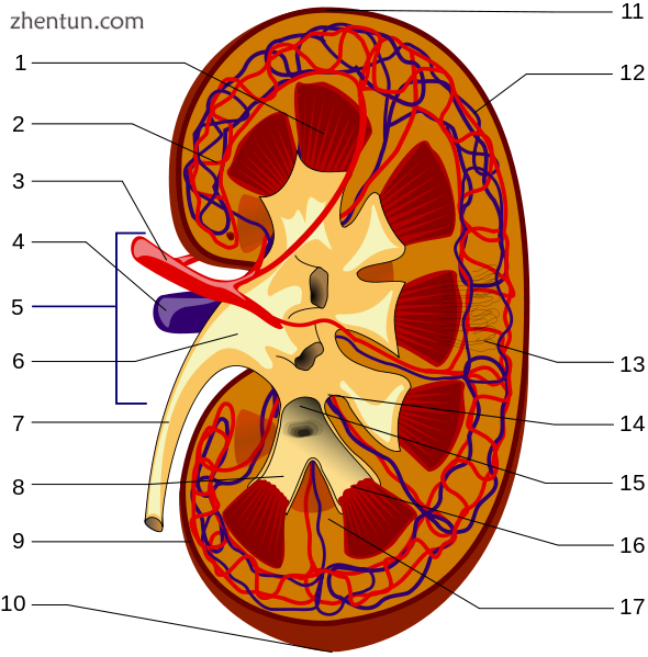 1. Renal pyramid.png