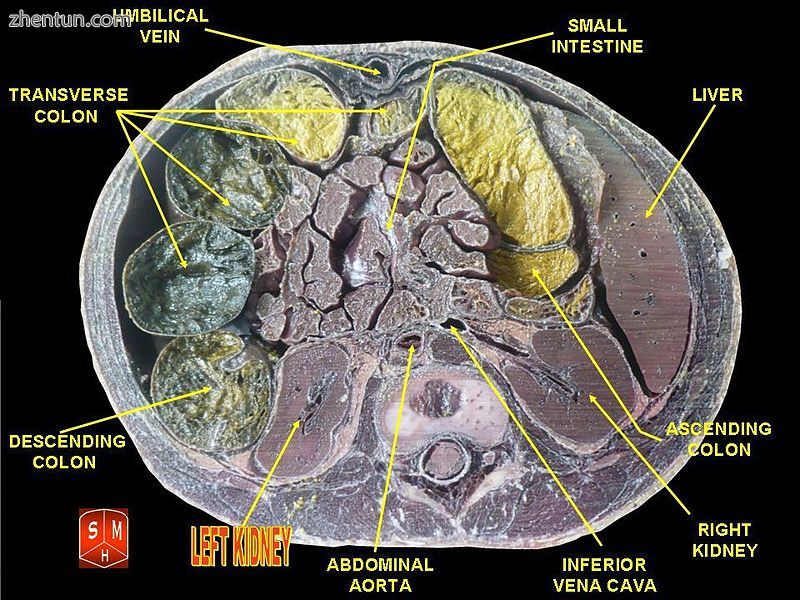 left and right kidney labelling.jpg