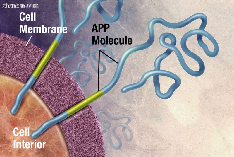 Enzymes act on the APP (amyloid precursor protein) and cut it into fragments. Th.jpg