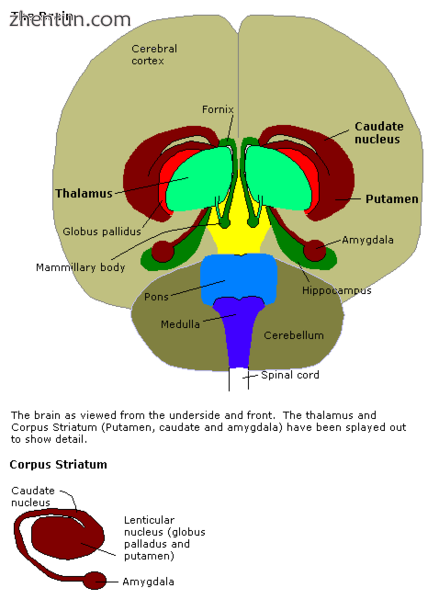 Human brain in the coronal orientation. Amygdalae are shown in dark red..png