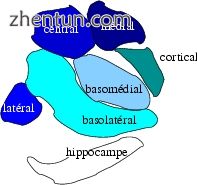 Subdivisions of the amygdala.jpg