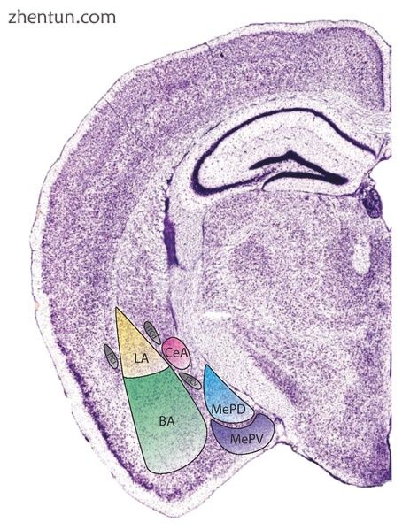 Subdivisions of the mouse amygdala.jpg