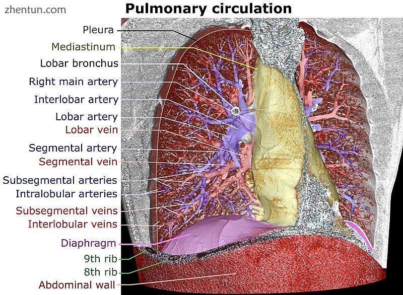 3D rendering of a high resolution computed tomography of the tho.jpg