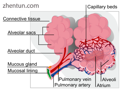 A respiratory lobule, the functional unit of the lung.png