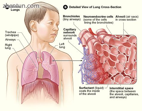 Cross-sectional detail of the lung.jpg