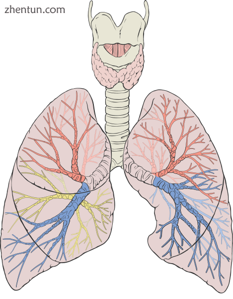 Diagram of the human lungs with the respiratory tract visible, and different col.png