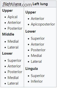 Lobes and bronchopulmonary segments [5].jpg