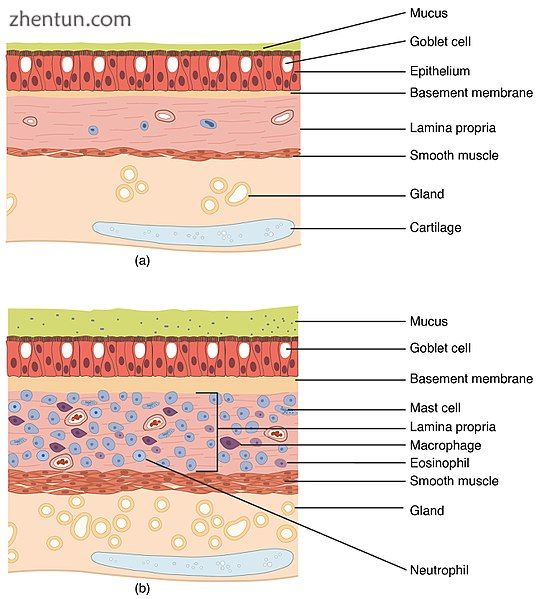 Lung tissue.jpg