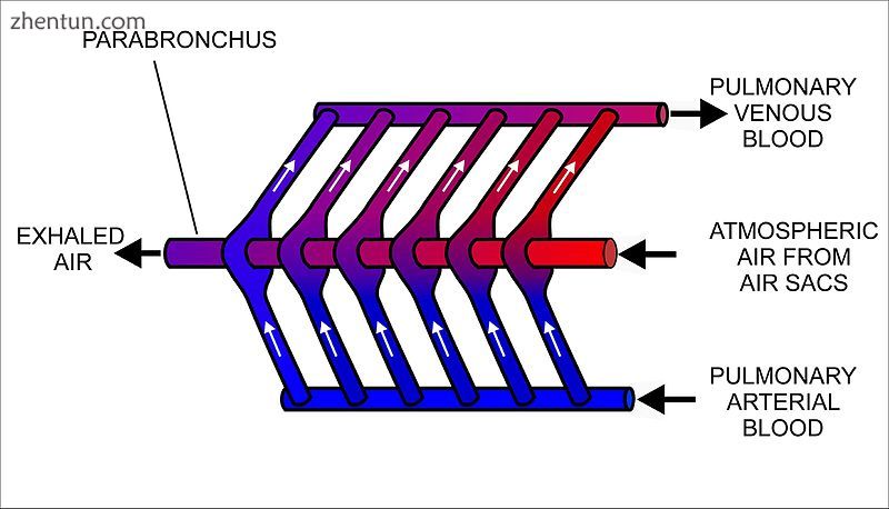 The cross-current respiratory gas exchanger in the lungs o.jpg