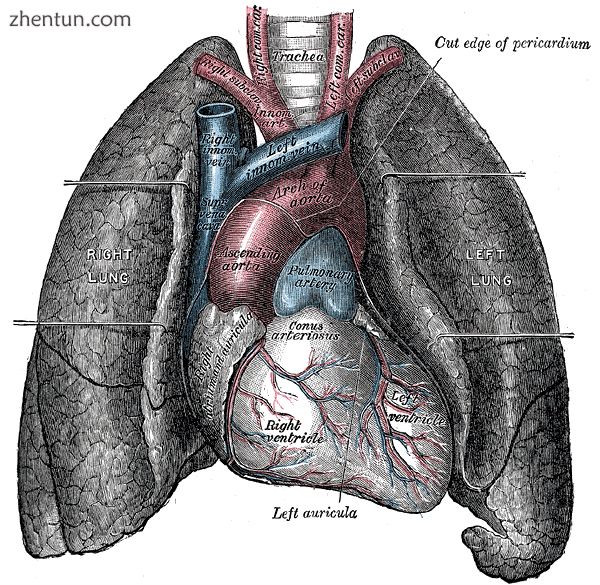 The human lungs flank the heart and great vessels in the chest cavity.jpg