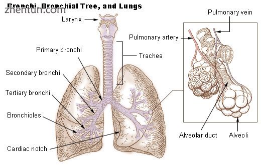 Illu bronchi lungs.jpg