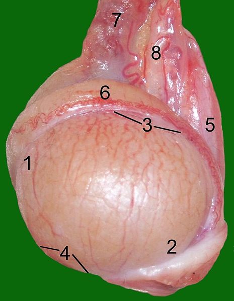 Testicle of a cat  1Extremitas capitata.jpg