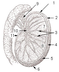 Testis cross section.jpg