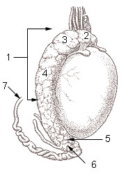 Testis surface.jpg