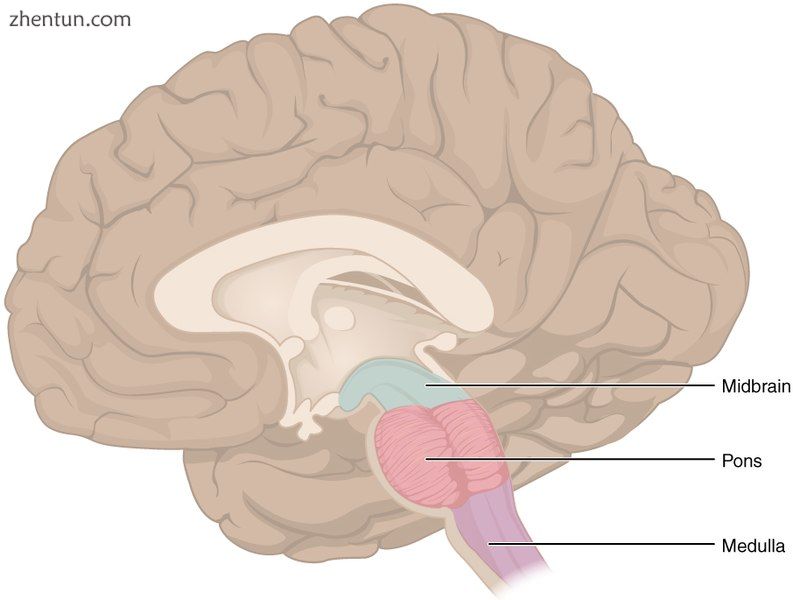 Medulla oblongata purple, part of the brain stem colored.jpg