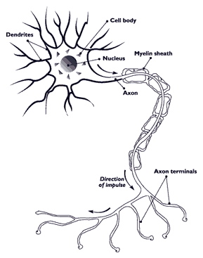 Nerve axon with myelin sheath.jpg