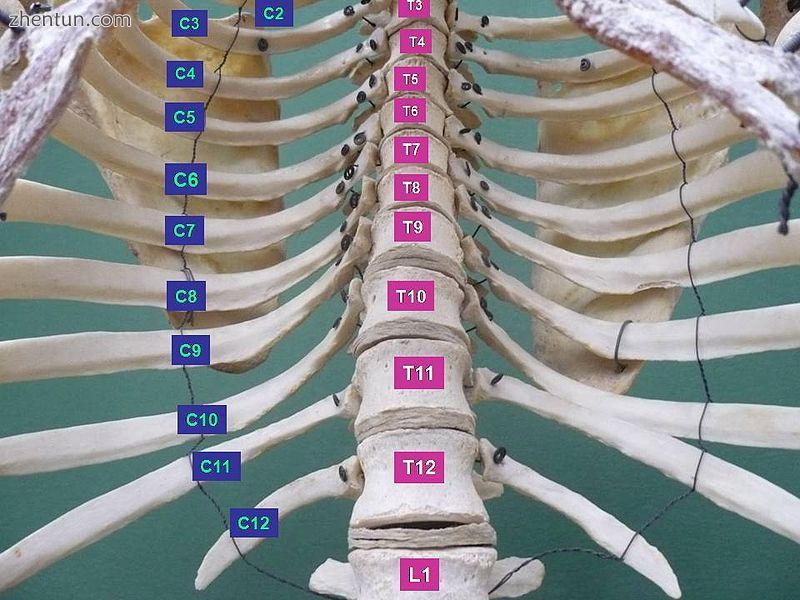 Thorax. Anterior view..JPG