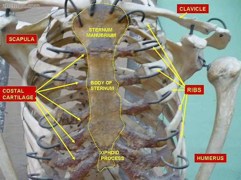 Thorax. Anterior view.2.JPG