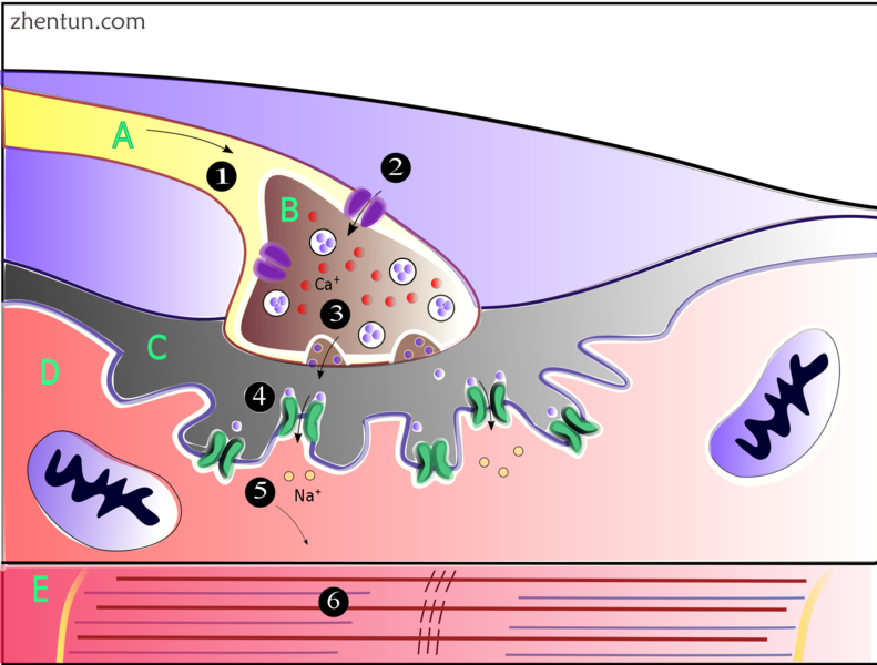 Muscles will contract or relax when they receive signals from the.png