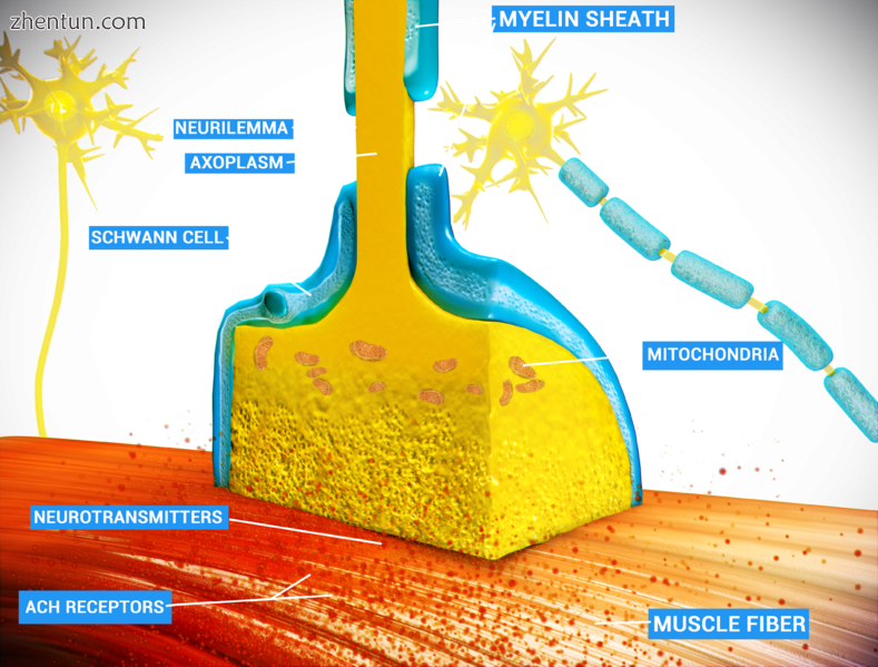 At the neuromuscular junction, the nerve fiber is able to transmit a signal to t.png