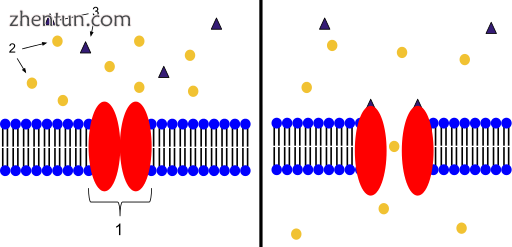 Ion channel linked.png