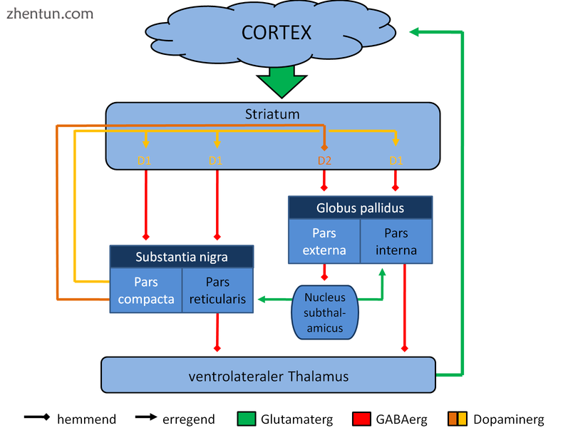Simplified diagram of frontal cortex to striatum to thalamus pathways – frontos.png